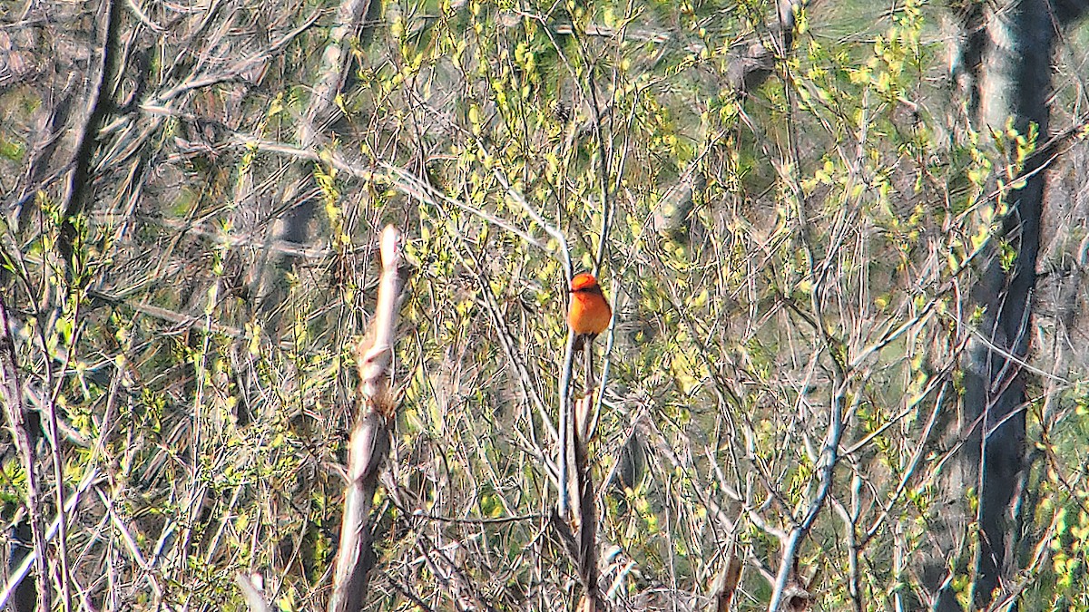 Vermilion Flycatcher - Don Henise