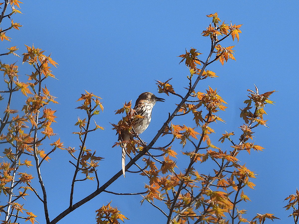 Brown Thrasher - ML567526861