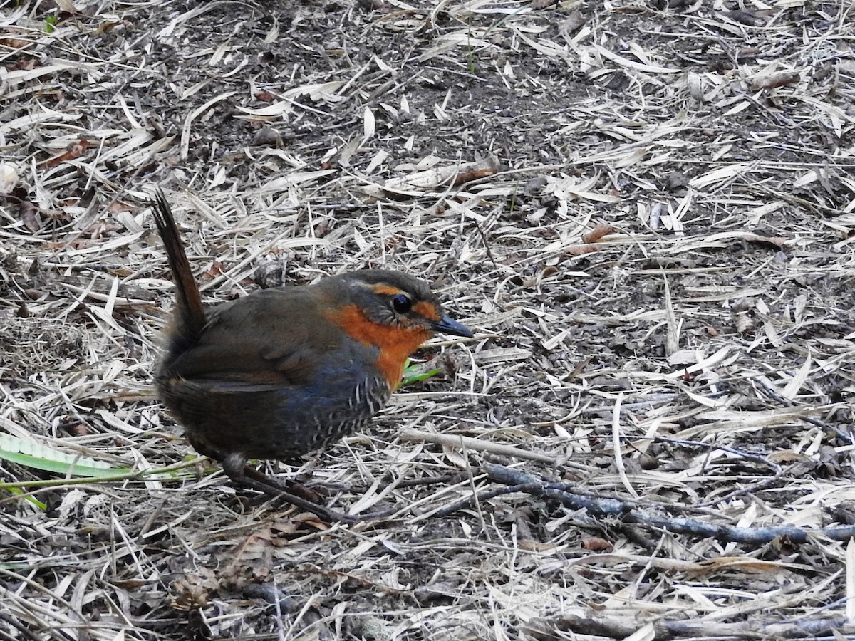 Tapaculo Chucao - ML56752731