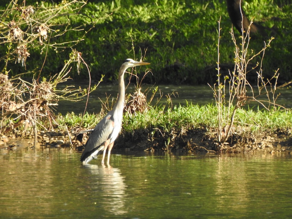 Great Blue Heron - Ron Marek