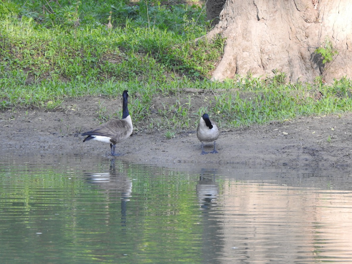 Canada Goose - Ron Marek