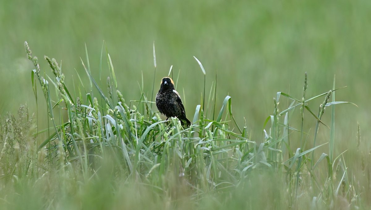 Bobolink - Jesse Adkins