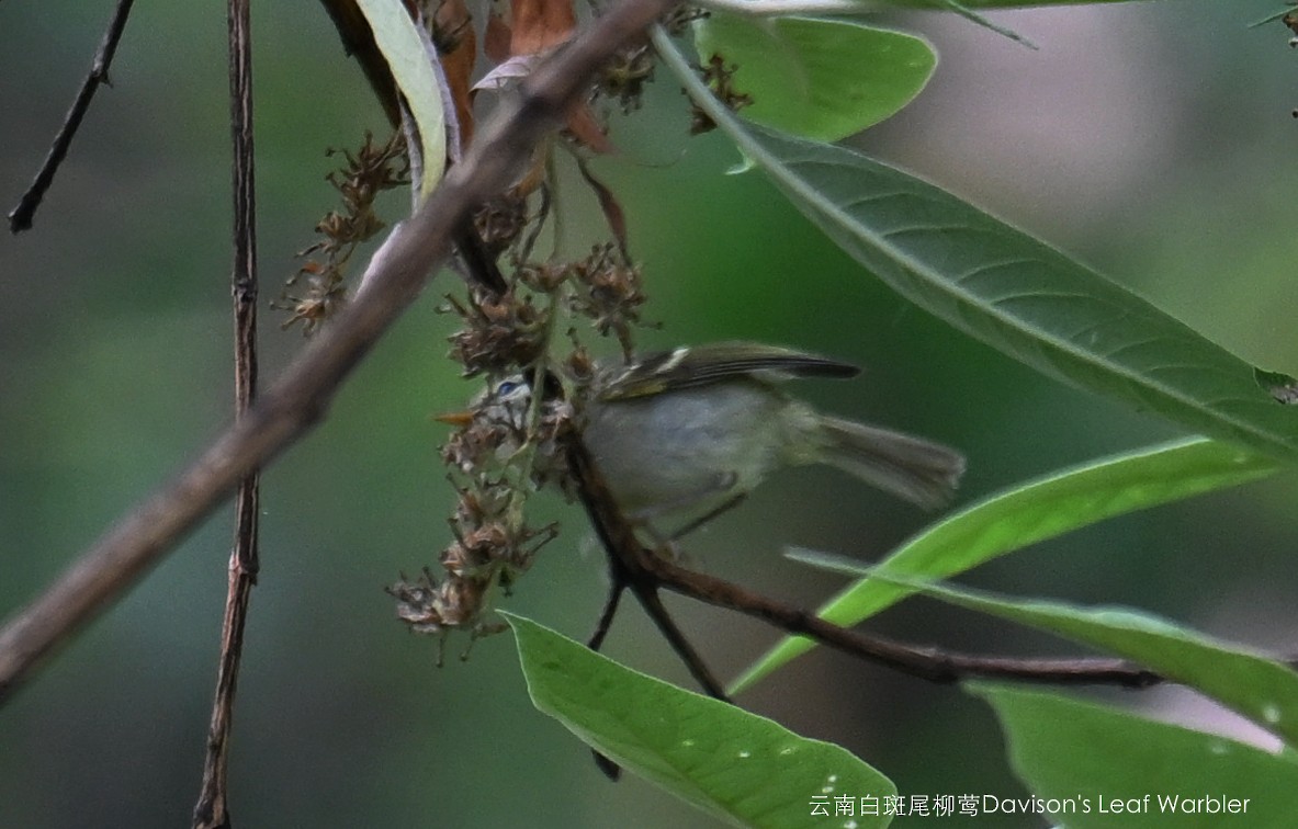 Davison's Leaf Warbler - ML567529781