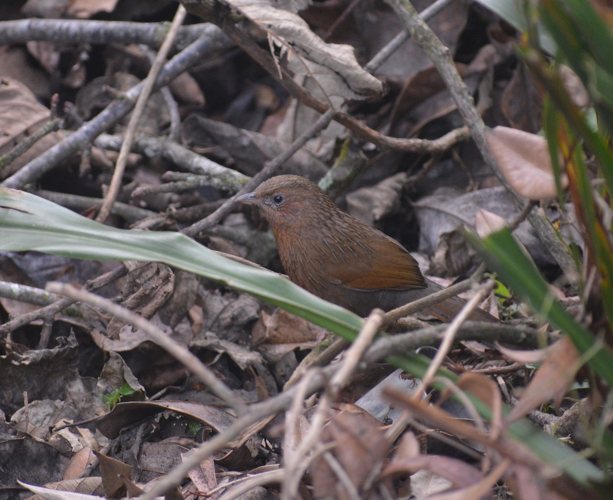 Streaked Laughingthrush - ML567531151
