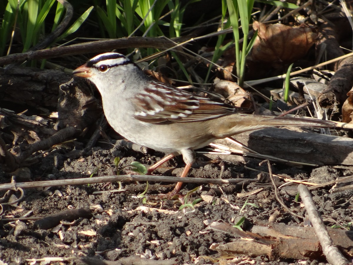 Bruant à couronne blanche - ML567531811