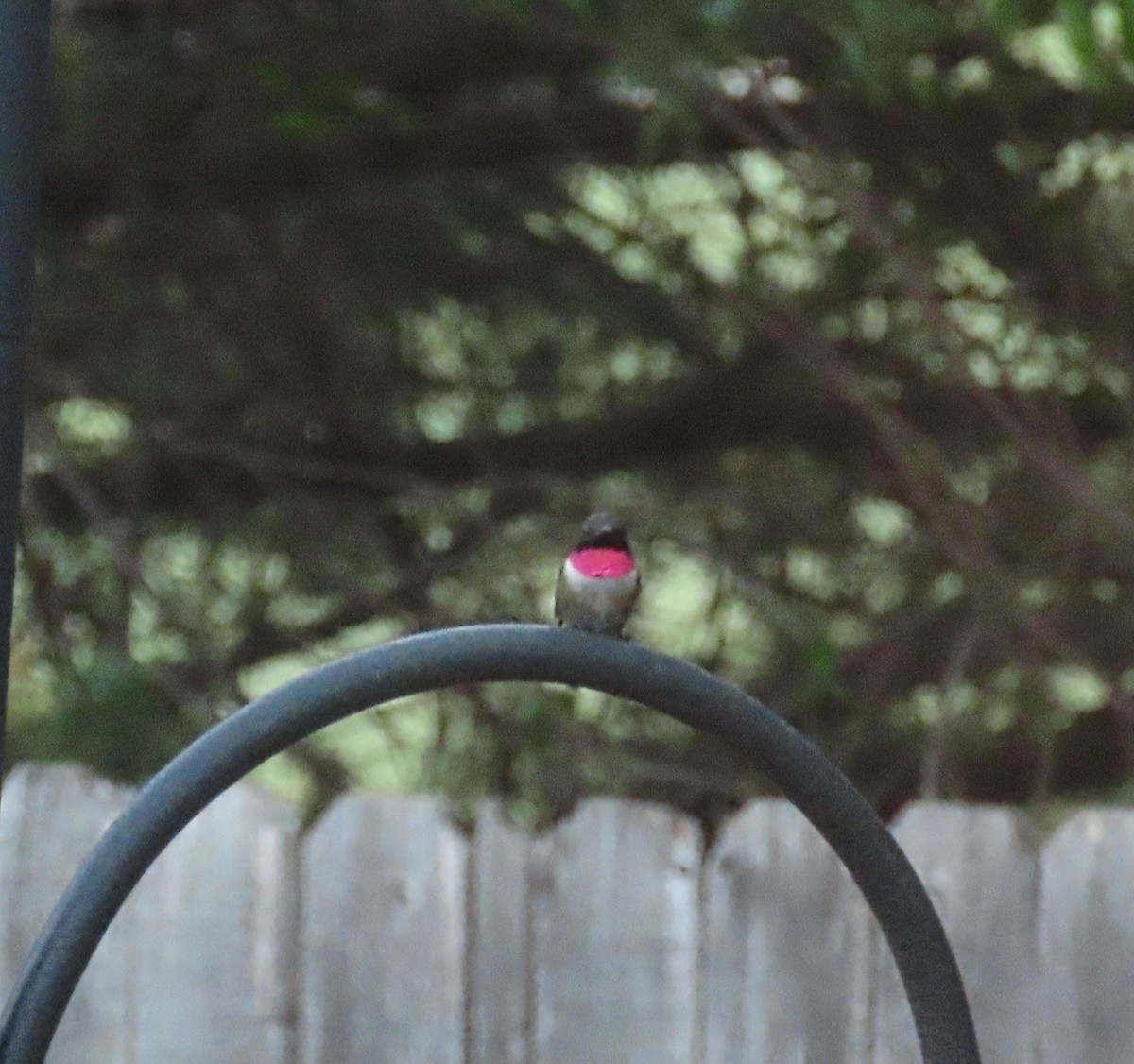 Ruby-throated x Black-chinned Hummingbird (hybrid) - ML567531941