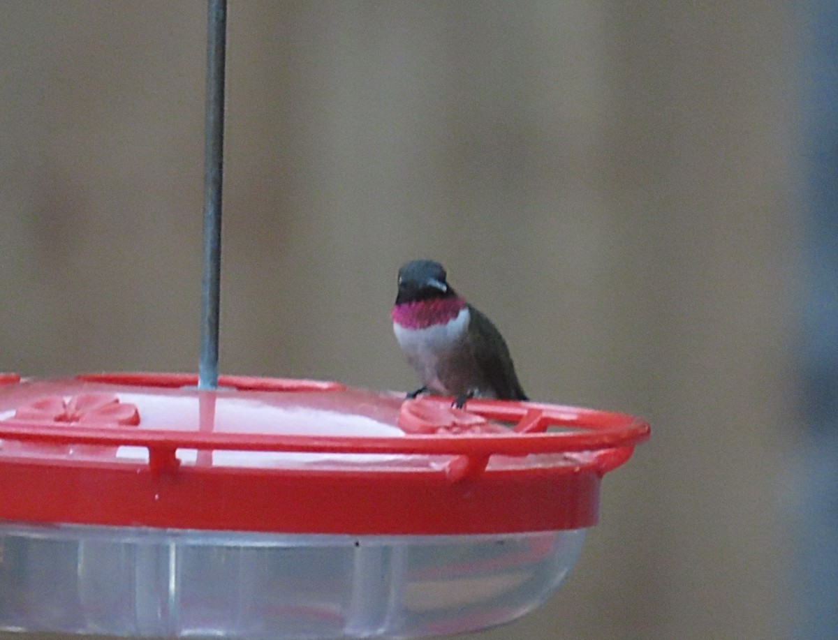 Ruby-throated x Black-chinned Hummingbird (hybrid) - ML567531951