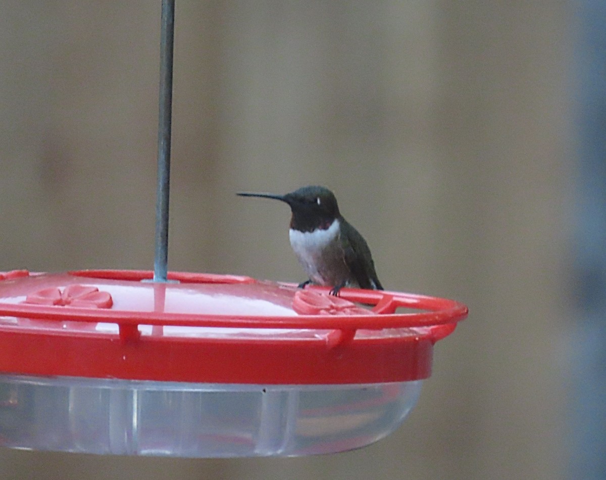 Ruby-throated x Black-chinned Hummingbird (hybrid) - ML567531961