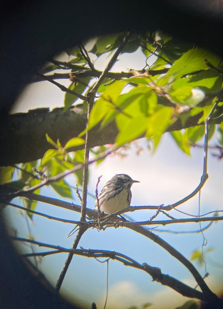 Black-and-white Warbler - ML567532011