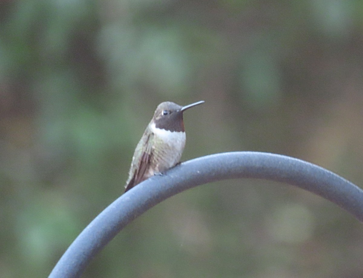 Ruby-throated x Black-chinned Hummingbird (hybrid) - ML567532061