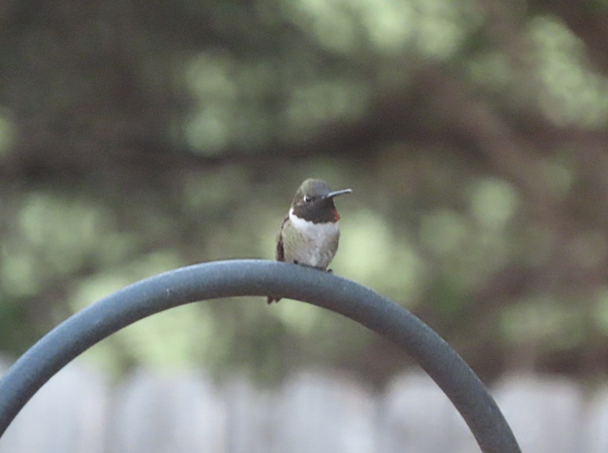 Ruby-throated x Black-chinned Hummingbird (hybrid) - ML567532071