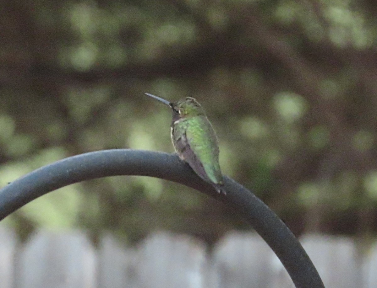 Ruby-throated x Black-chinned Hummingbird (hybrid) - ML567532081
