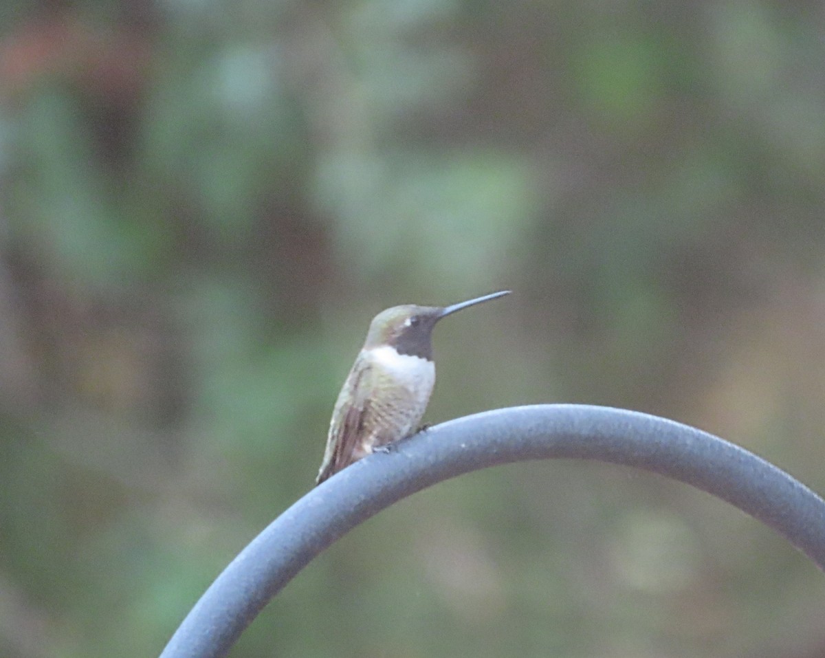 Ruby-throated x Black-chinned Hummingbird (hybrid) - ML567532091