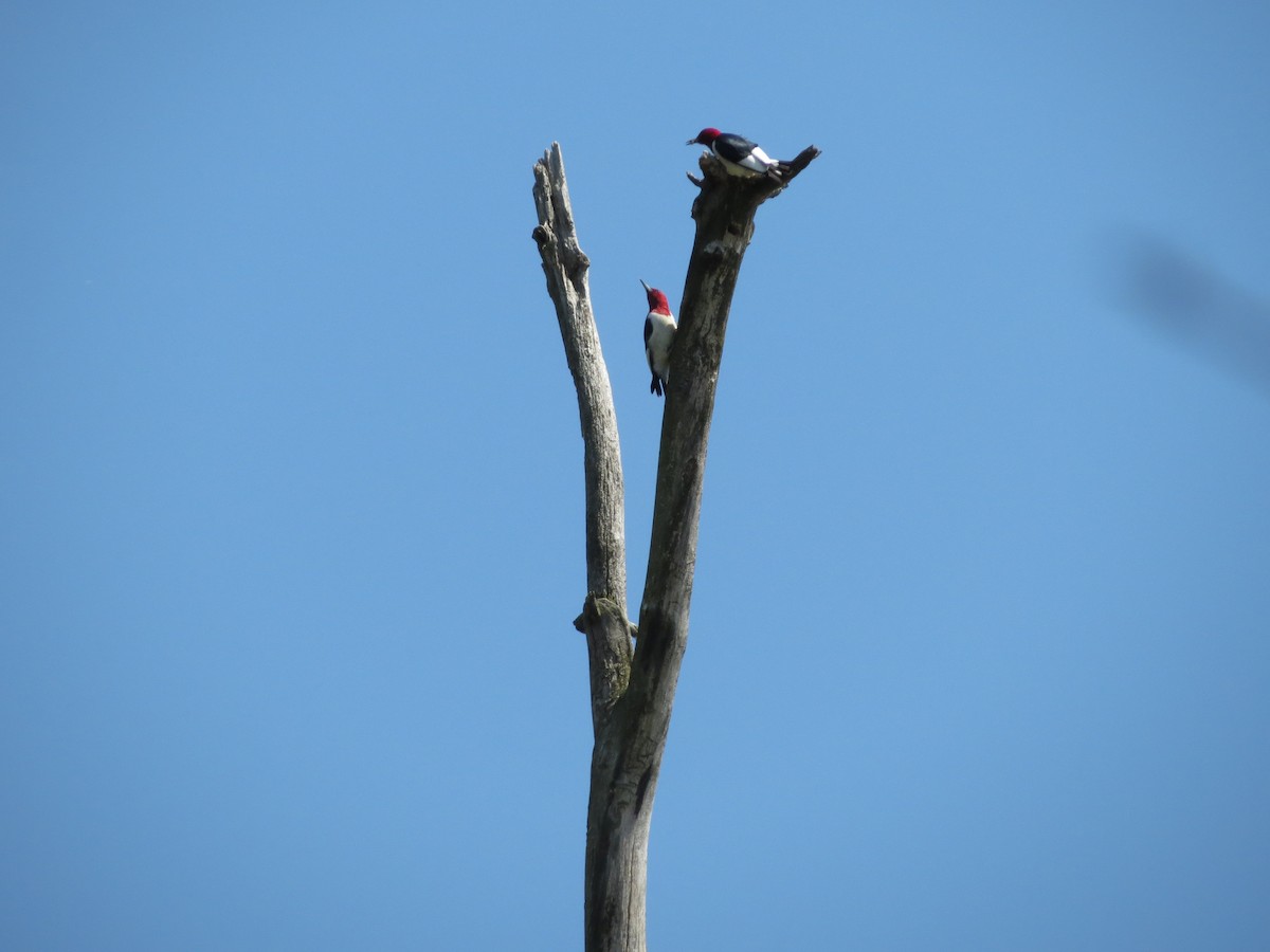 Red-headed Woodpecker - tom eshelman