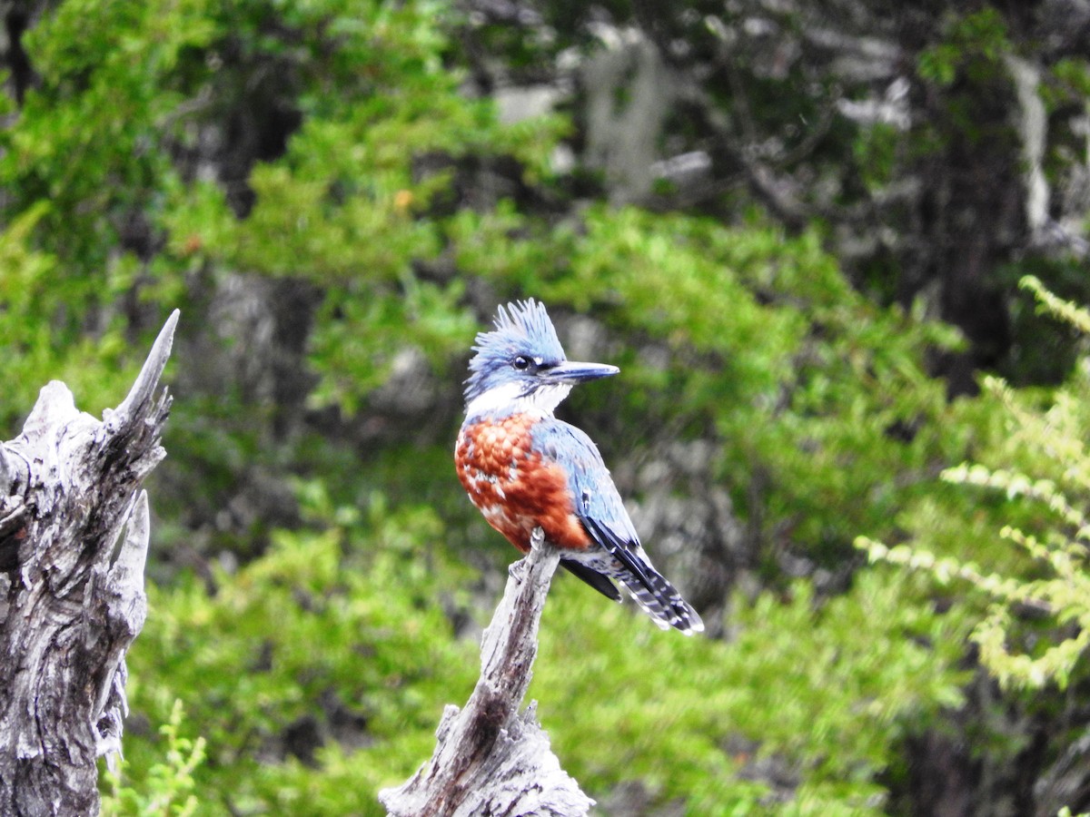 Ringed Kingfisher - ML56753321