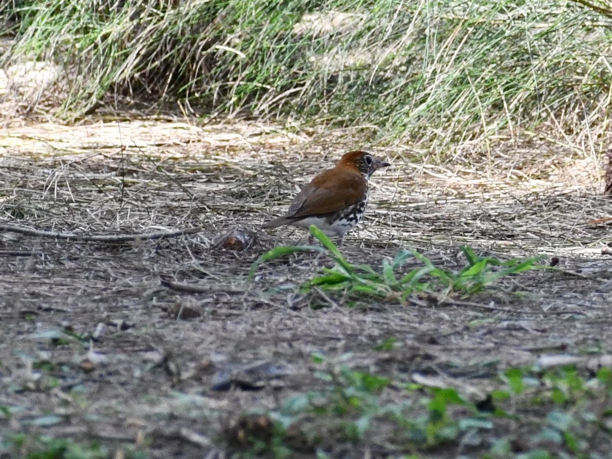 Wood Thrush - Deanne Hardy