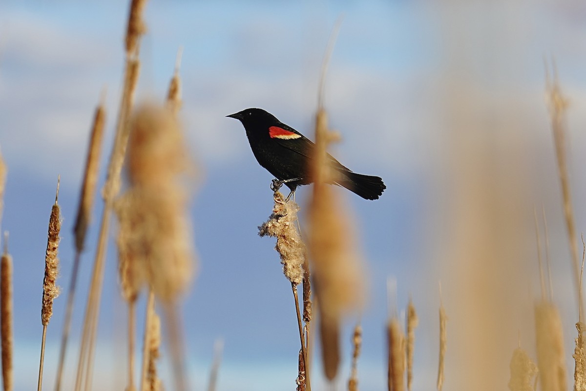 Red-winged Blackbird - ML567537381