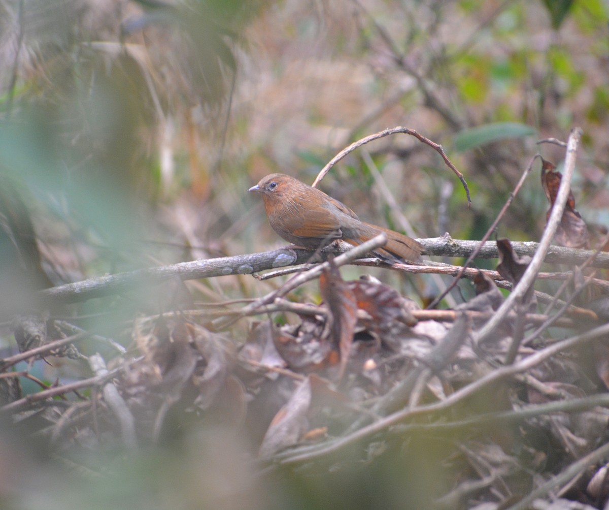 Streaked Laughingthrush - ML567538001