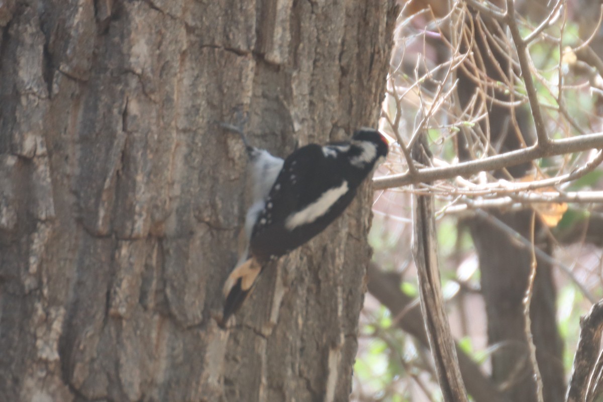 Hairy Woodpecker (Rocky Mts.) - Kathy Mihm Dunning