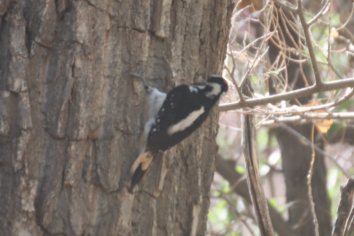 strakapoud americký (ssp. orius/icastus) - ML567538781