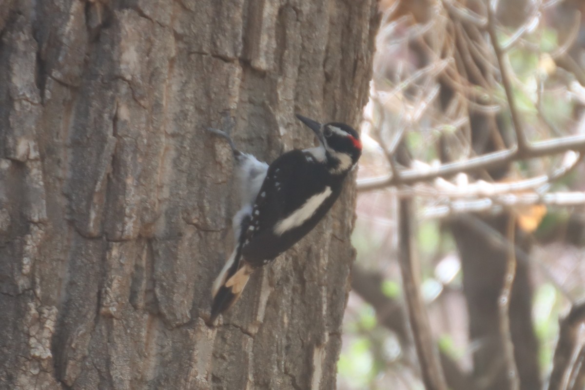 Hairy Woodpecker (Rocky Mts.) - Kathy Mihm Dunning