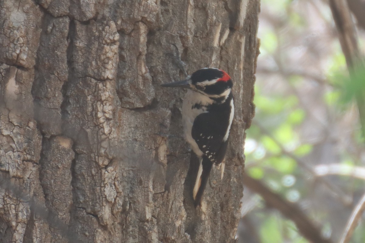 Hairy Woodpecker (Rocky Mts.) - Kathy Mihm Dunning