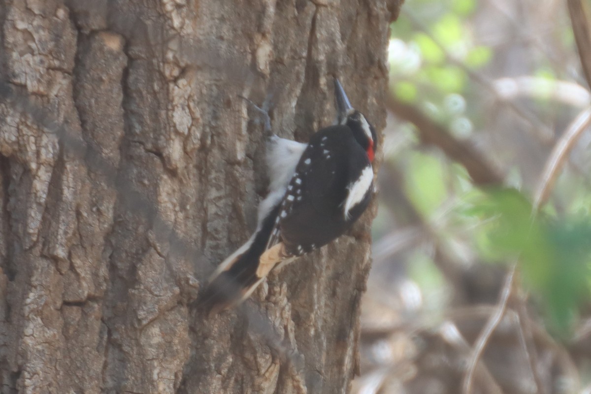 Hairy Woodpecker (Rocky Mts.) - Kathy Mihm Dunning