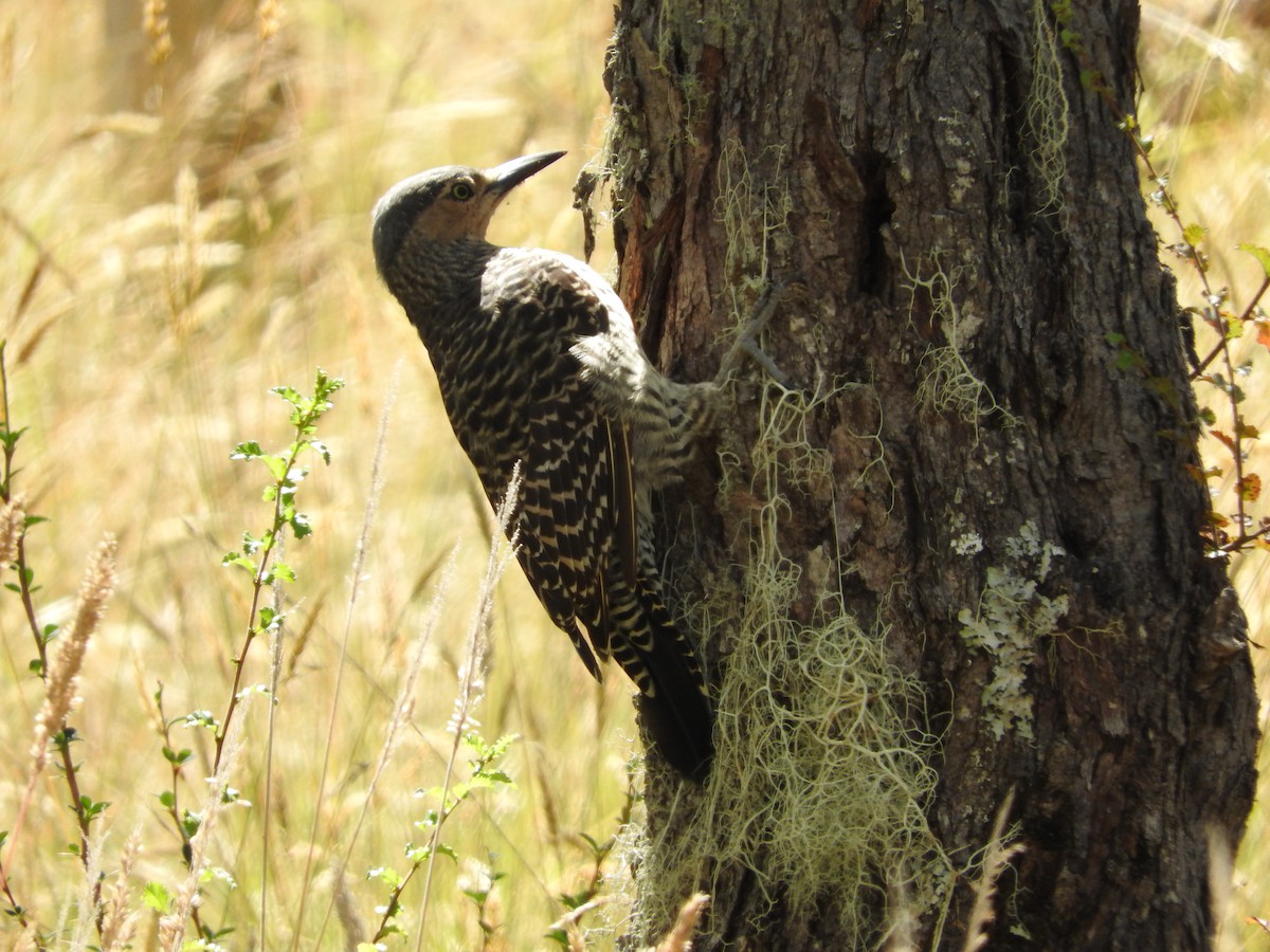 Chilean Flicker - ML56753901