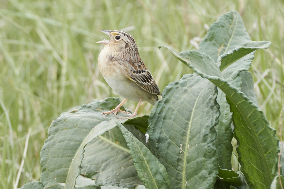 Grasshopper Sparrow - ML567539331