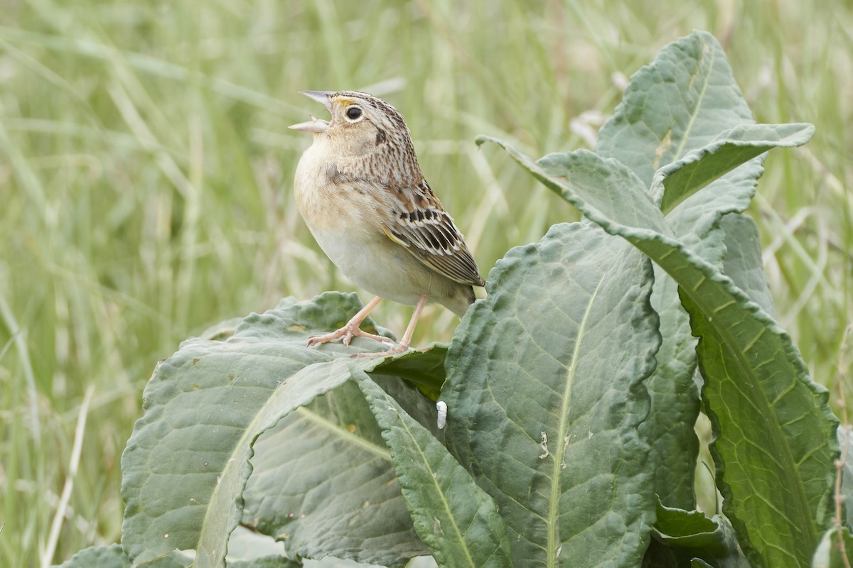 Chingolo Saltamontes - ML567539331