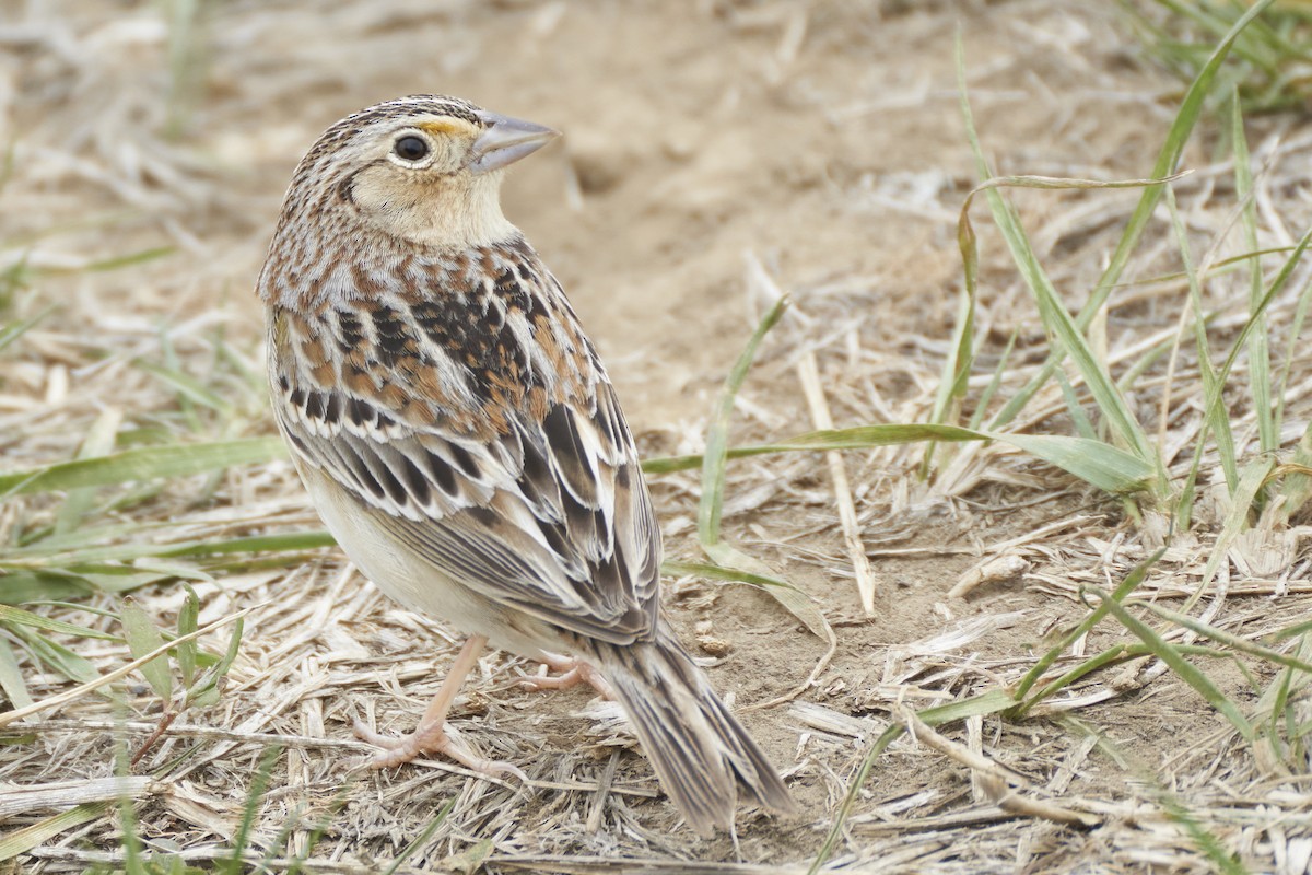 Grasshopper Sparrow - ML567539341