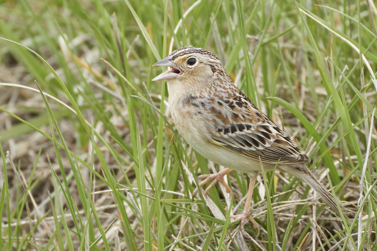 Grasshopper Sparrow - ML567539351