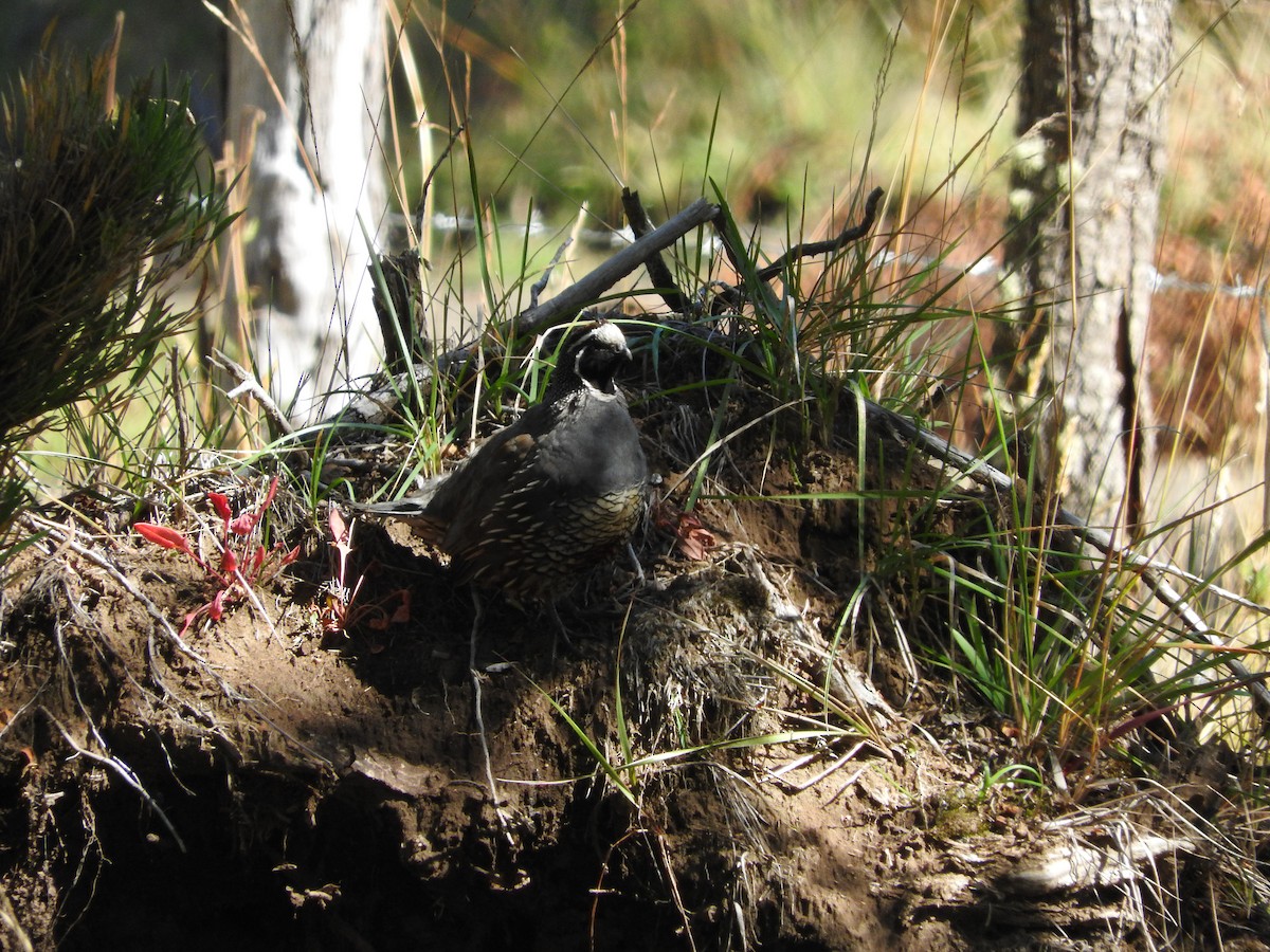 California Quail - ML56753971