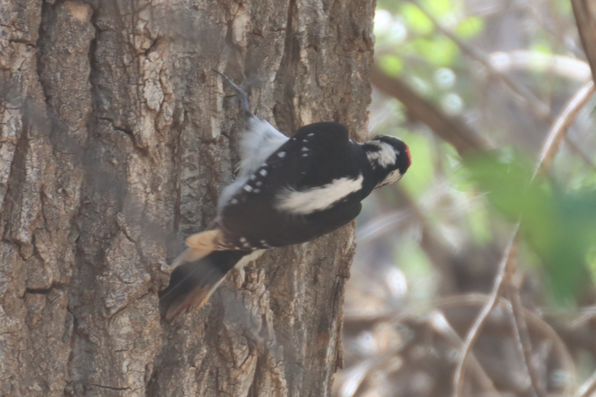 Hairy Woodpecker (Rocky Mts.) - ML567539751