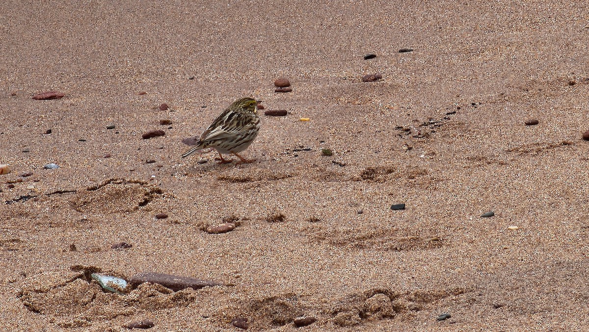 Savannah Sparrow - ML567539881