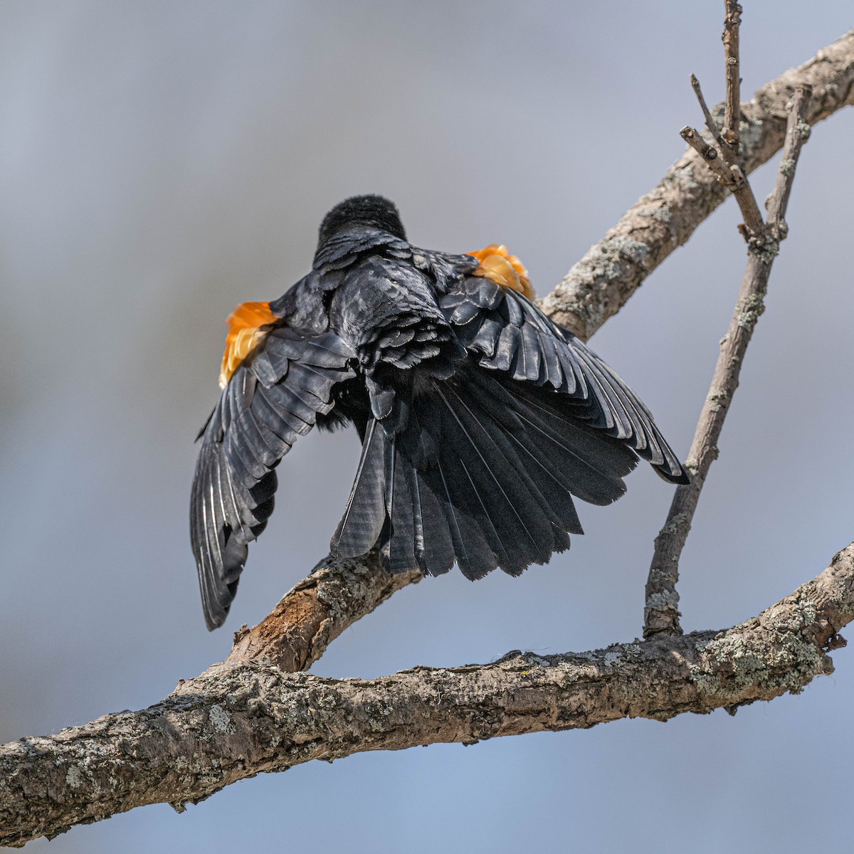 Red-winged Blackbird - ML567541211