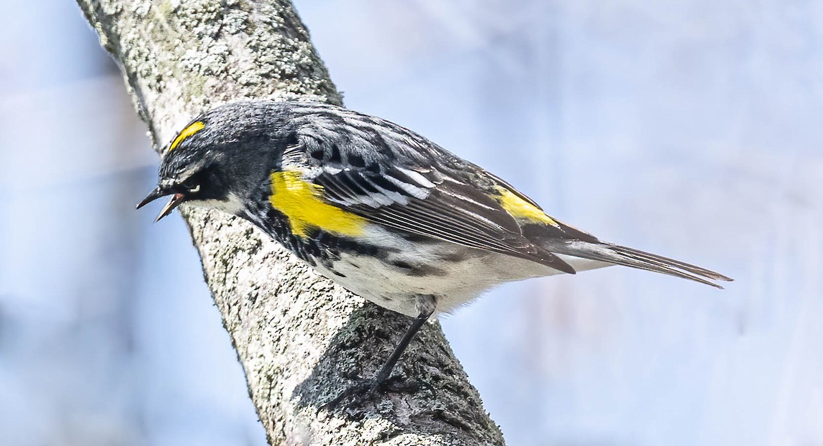 Yellow-rumped Warbler - ML567541741