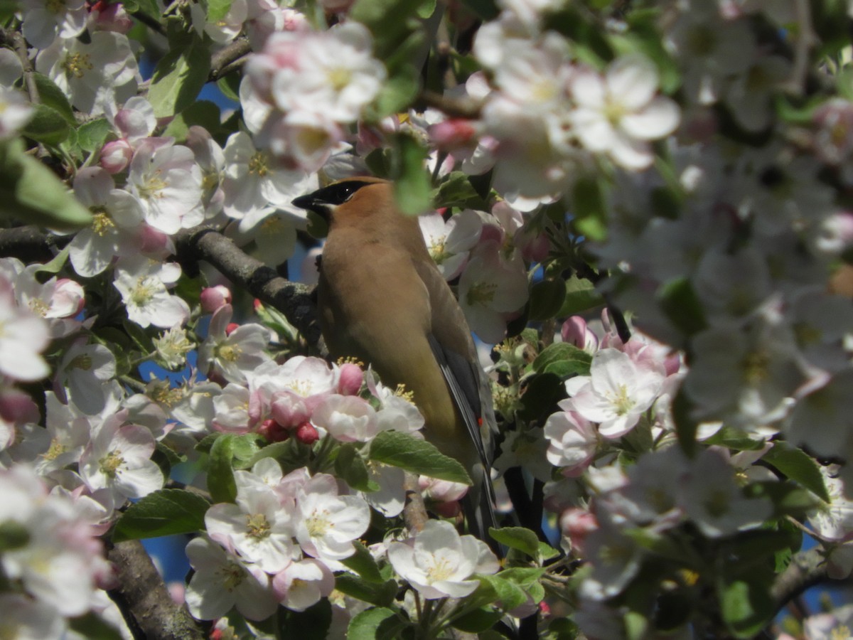 Cedar Waxwing - ML567542221