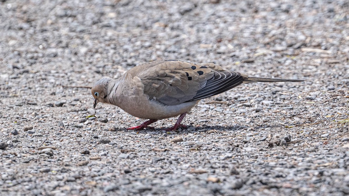 Mourning Dove - ML567542281