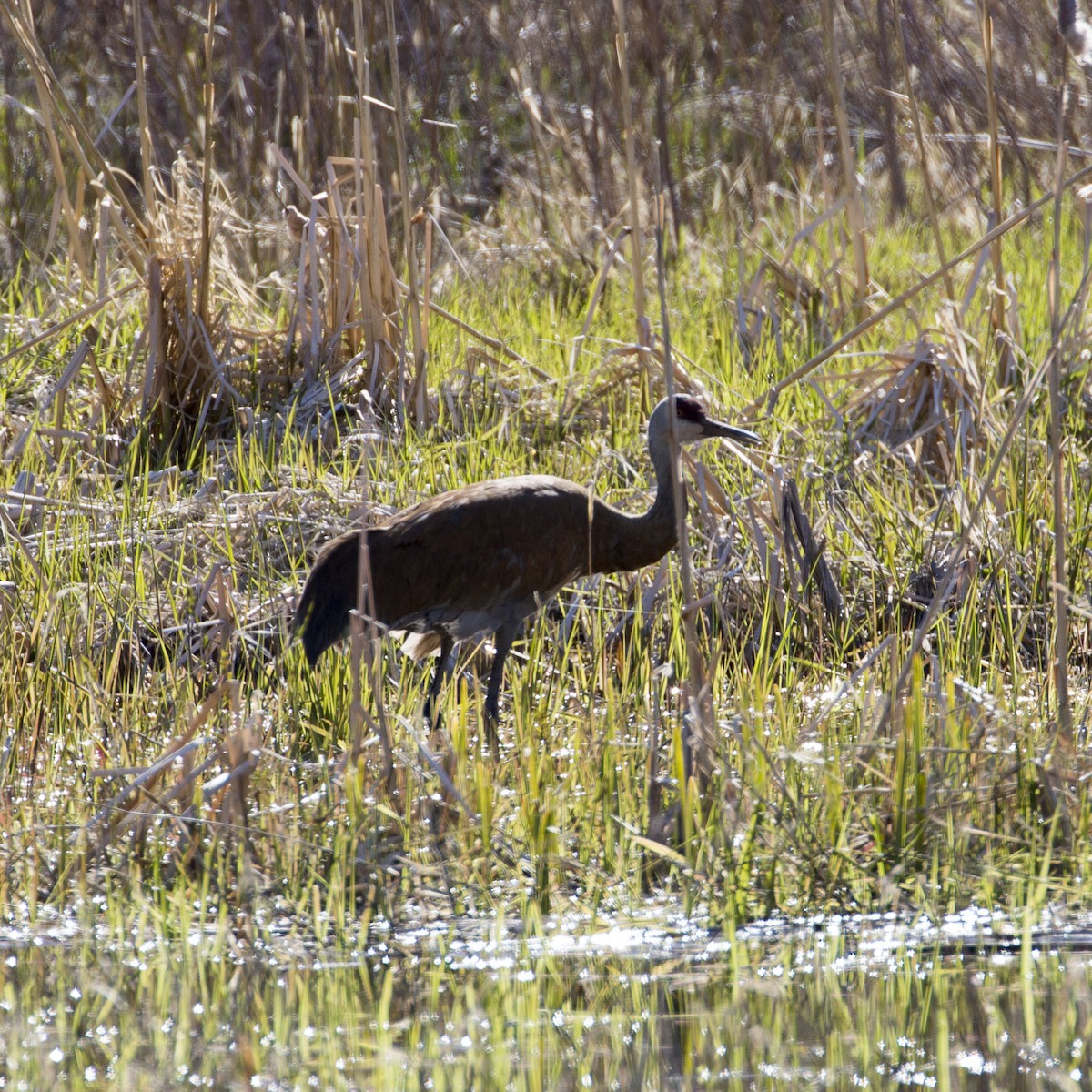 Sandhill Crane - ML56754231