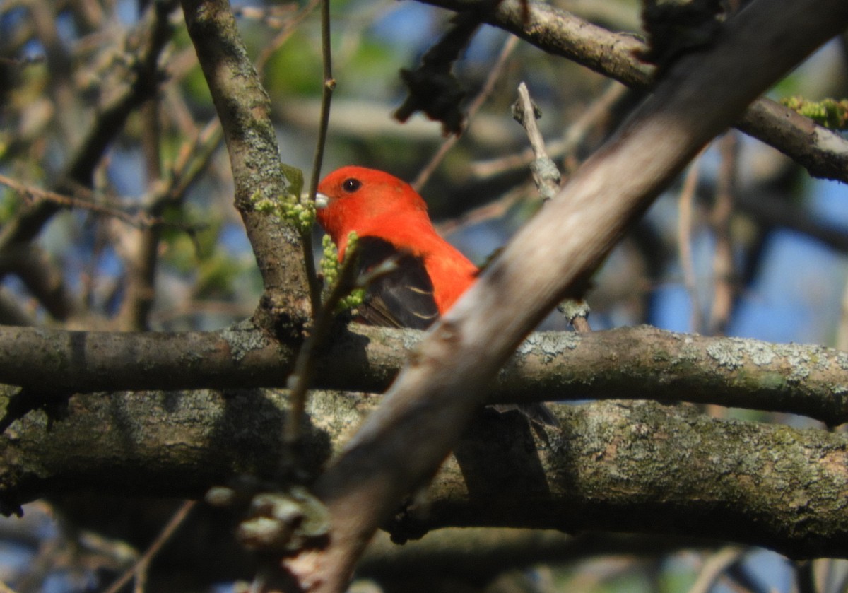 Scarlet Tanager - ML567542311