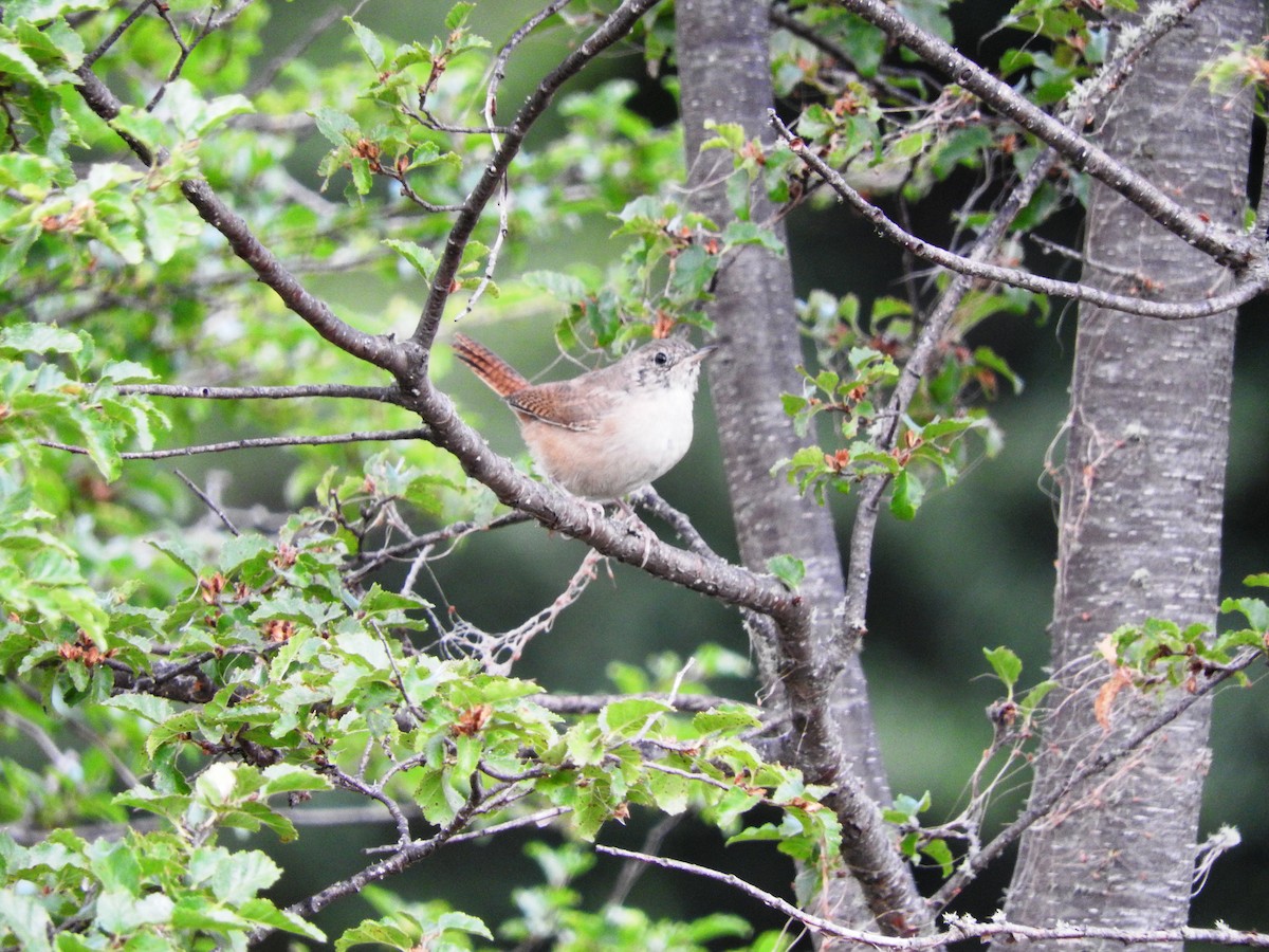 House Wren - ML56754271