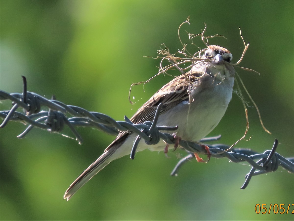 Chipping Sparrow - ML567542761