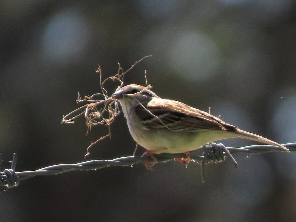 Chipping Sparrow - ML567542771