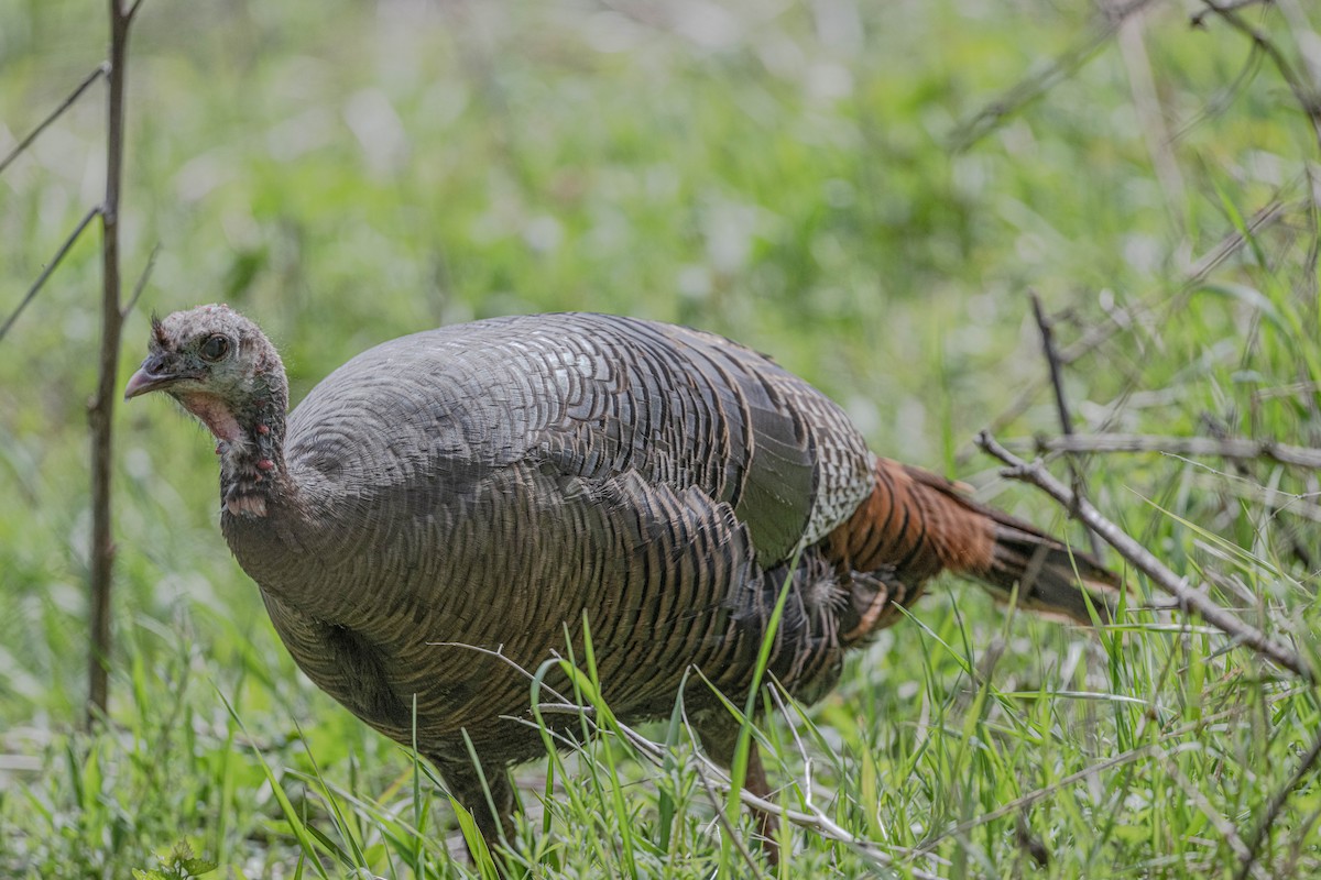 Wild Turkey - Bruce Kennedy