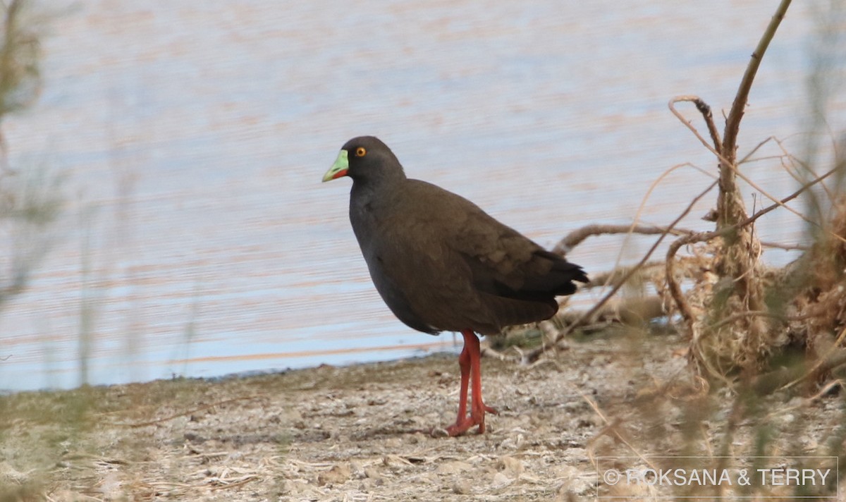 Black-tailed Nativehen - ML56754311