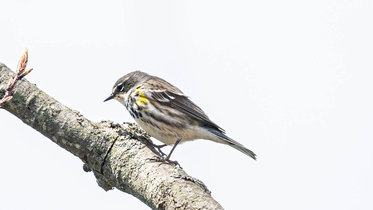 Yellow-rumped Warbler - ML567543741