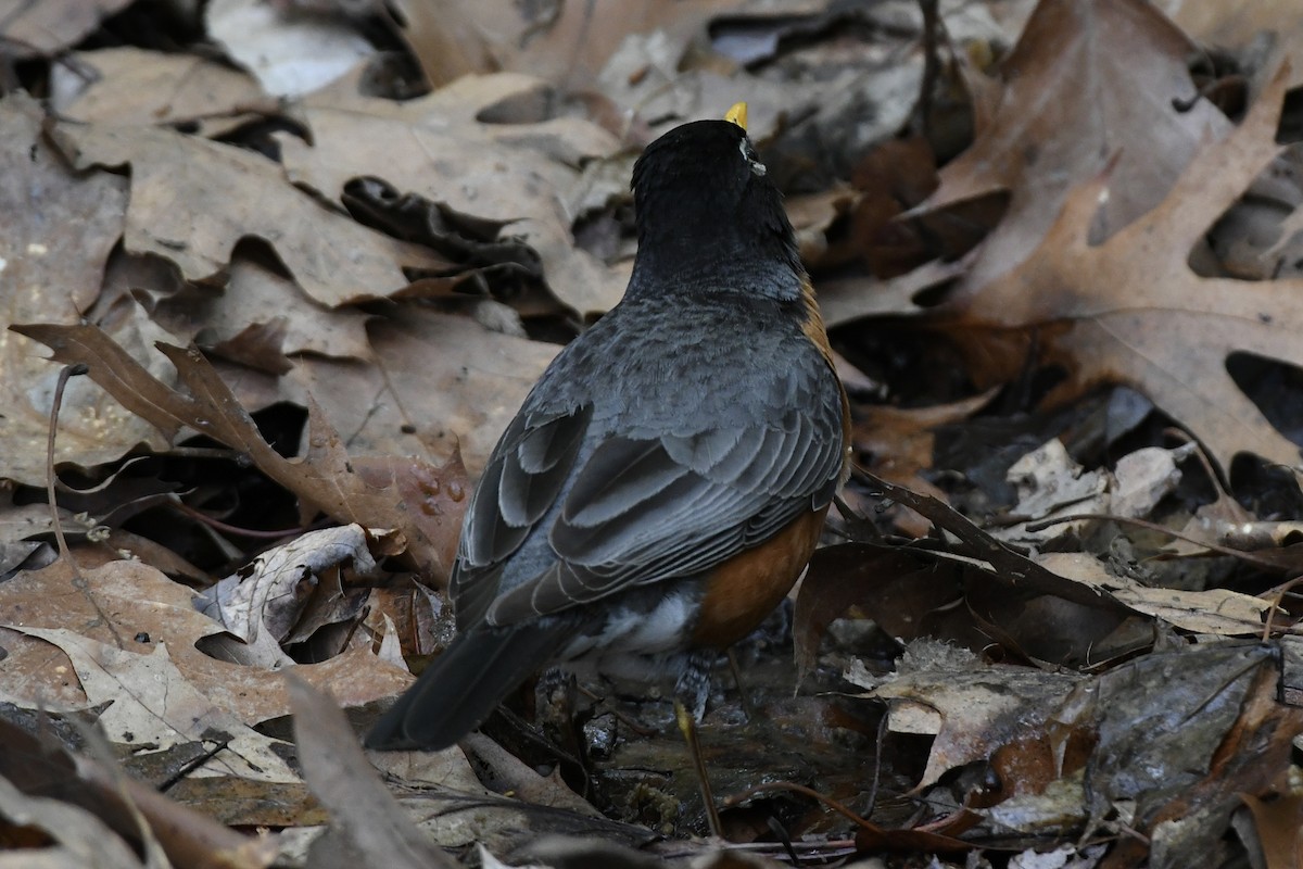 drozd stěhovavý (ssp. nigrideus) - ML567544051