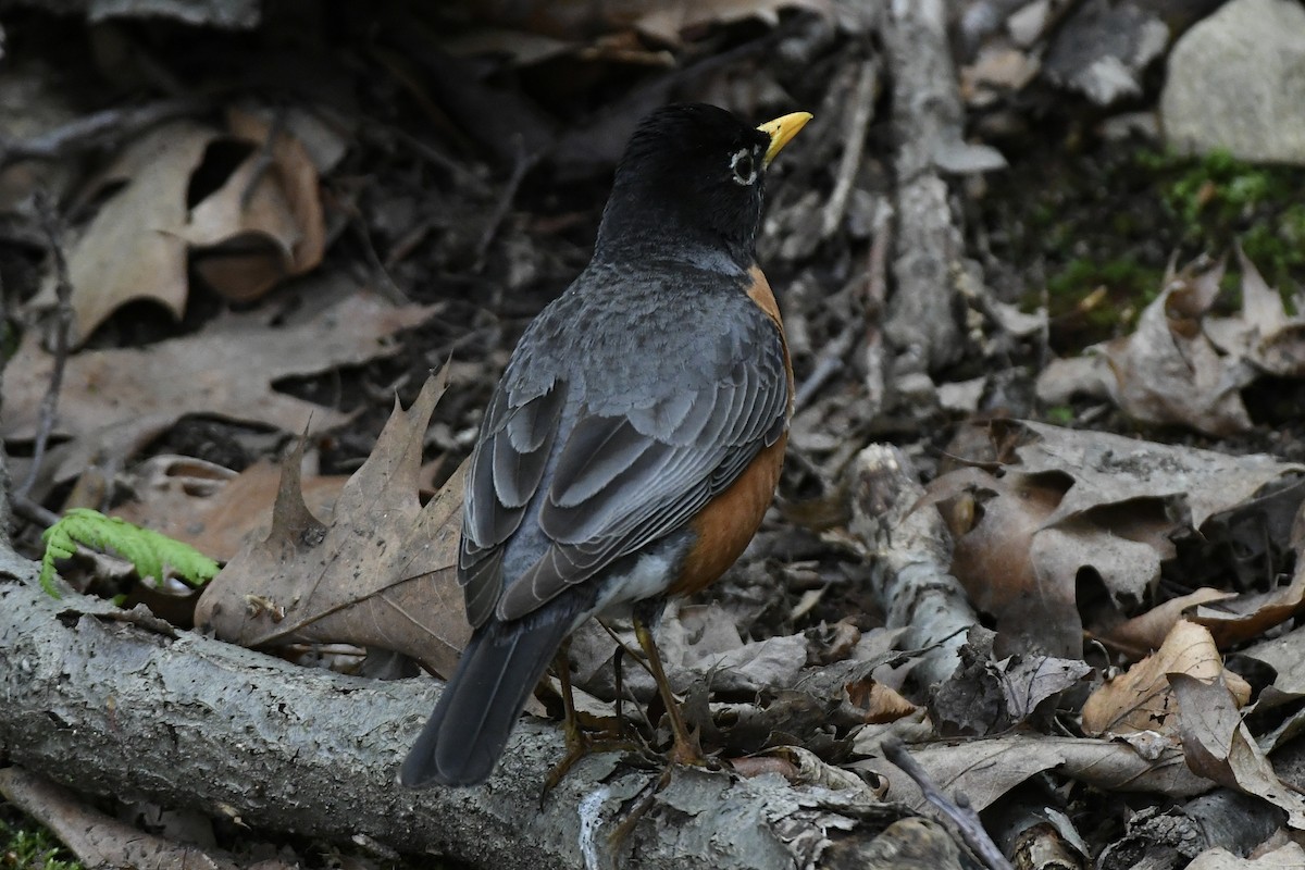 drozd stěhovavý (ssp. nigrideus) - ML567544071