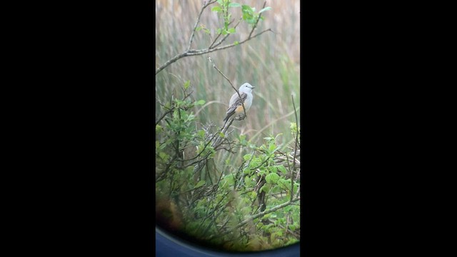 Scissor-tailed Flycatcher - ML567544461